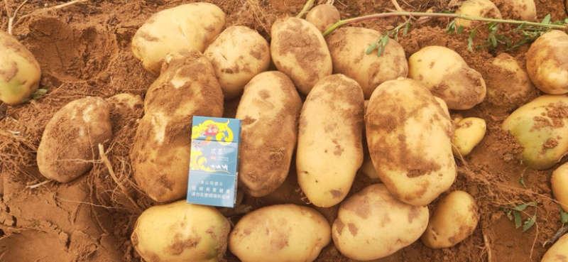 新鲜现挖基地直供纯沙地白心土豆黄心土豆红皮土豆