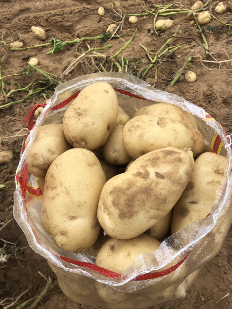 新鲜现挖基地直供纯沙地白心土豆黄心土豆红皮土豆