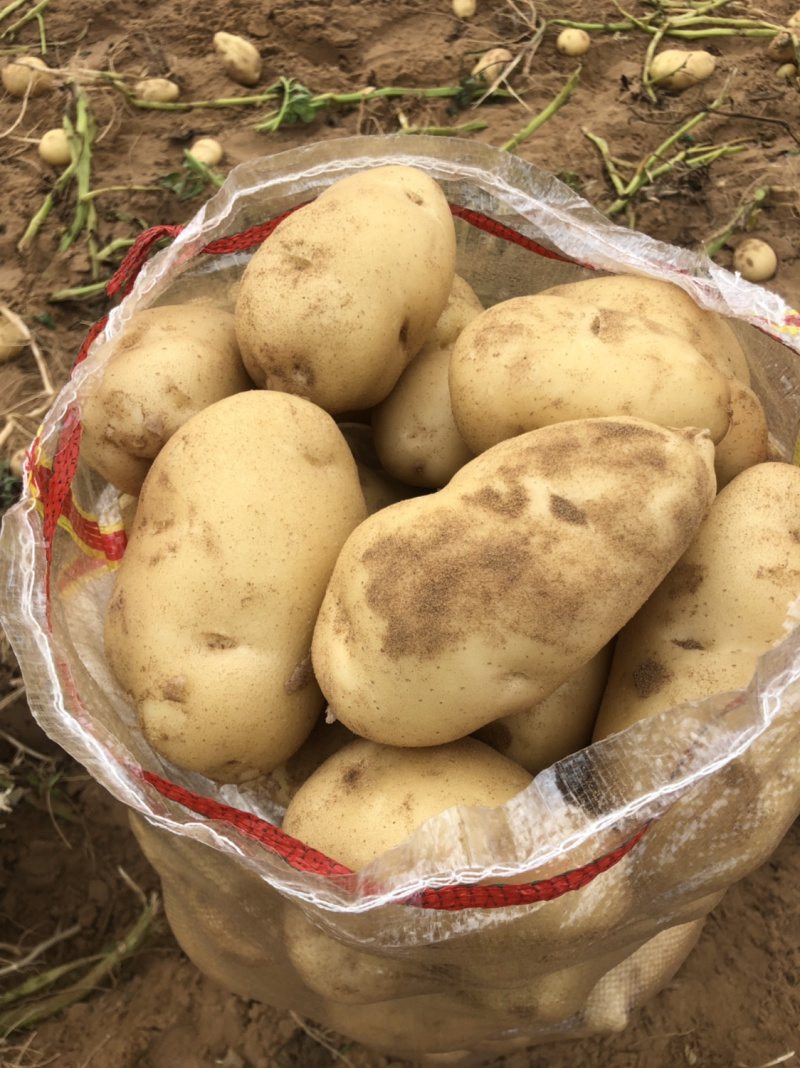 新鲜现挖基地直供纯沙地白心土豆黄心土豆红皮土豆