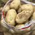 新鲜现挖黄心土豆基地直供纯沙地颜色好个头大薯形好