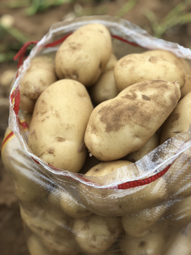 新鲜现挖黄心土豆基地直供纯沙地颜色好个头大薯形好