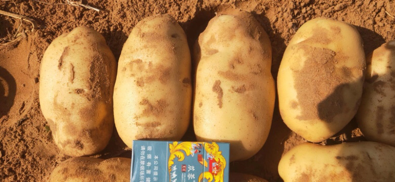 新鲜现挖黄心土豆基地直供纯沙地颜色好个头大薯形好