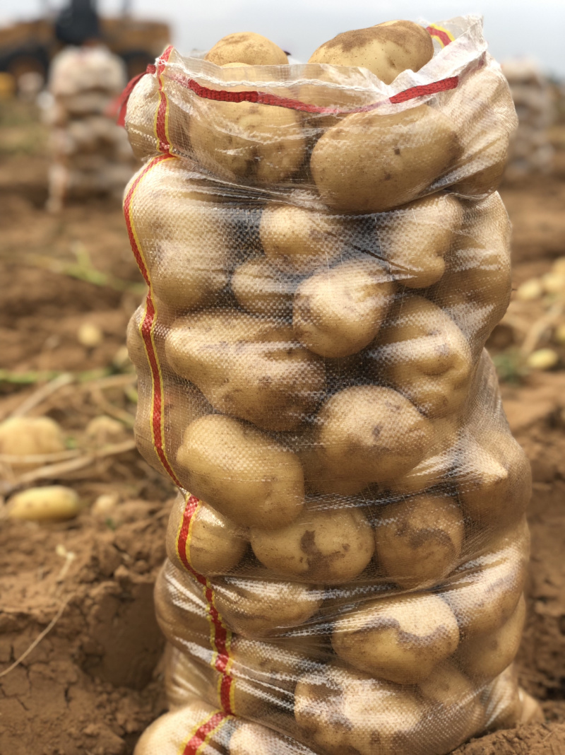 新鲜现挖黄心土豆基地直供纯沙地颜色好个头大薯形好