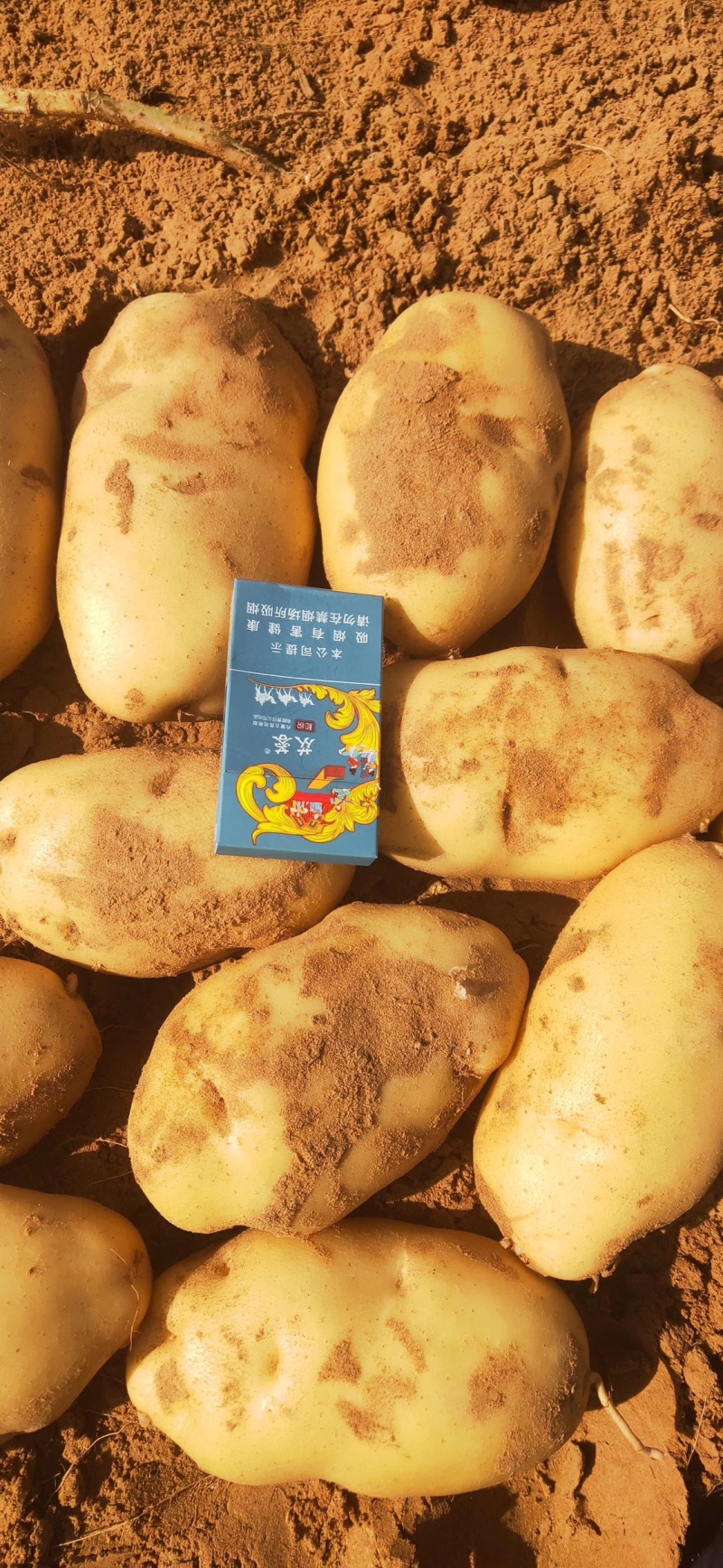 新鲜现挖黄心土豆基地直供纯沙地颜色好个头大薯形好