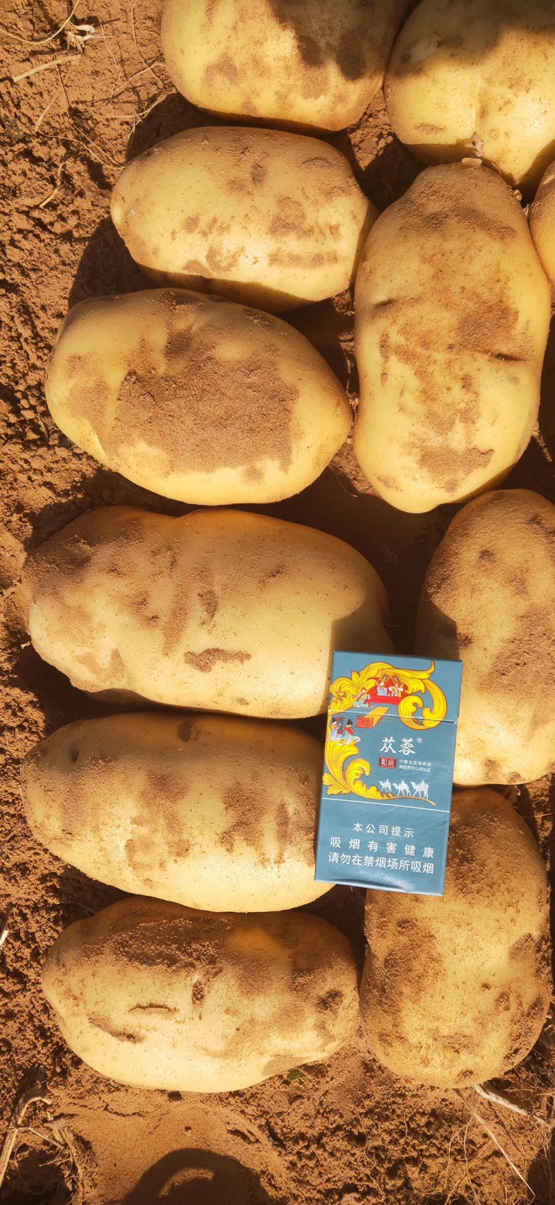 新鲜现挖黄心土豆基地直供纯沙地颜色好个头大薯形好