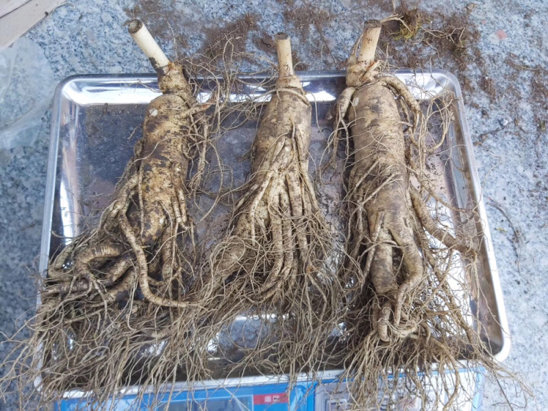 长白山鲜人参