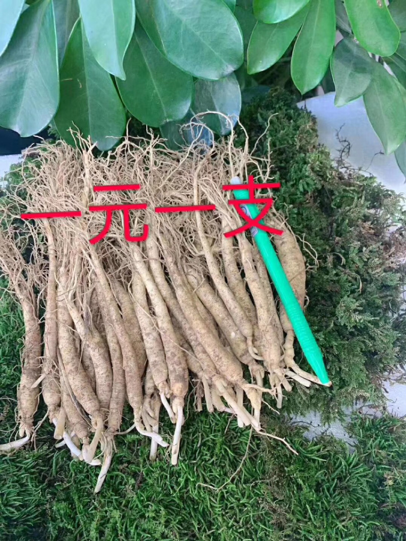 长白山鲜人参