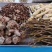三七，正宗文山三七，可配4/3/2宝压片保健代客免费打粉