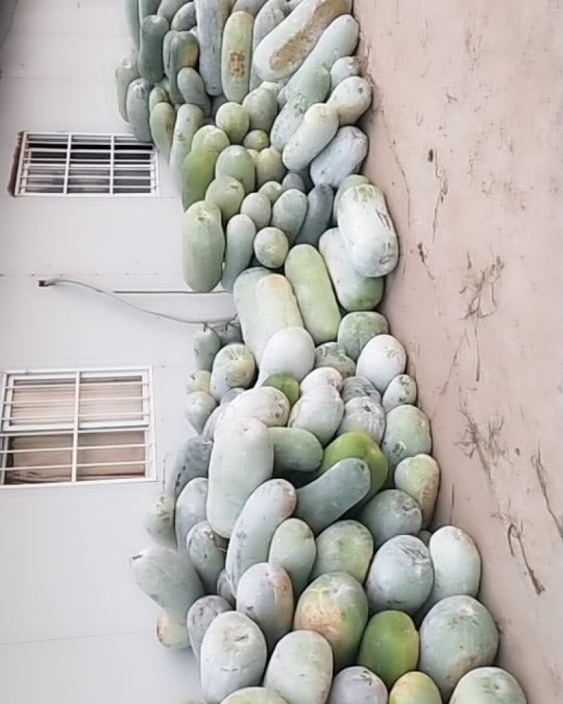 冬瓜