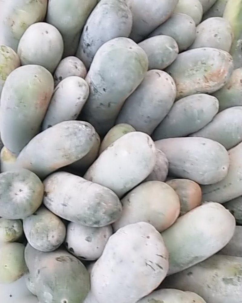 冬瓜