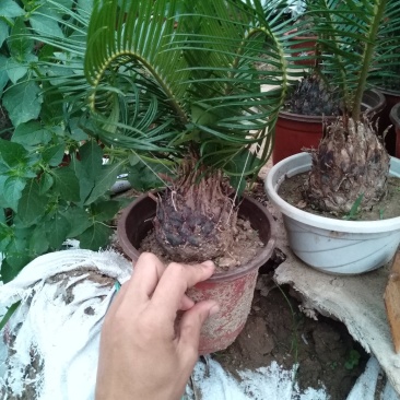 羊角铁树