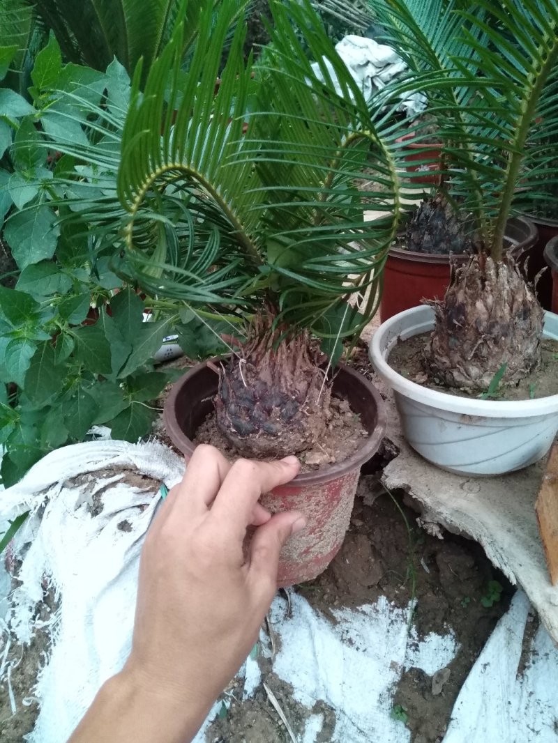 羊角铁树