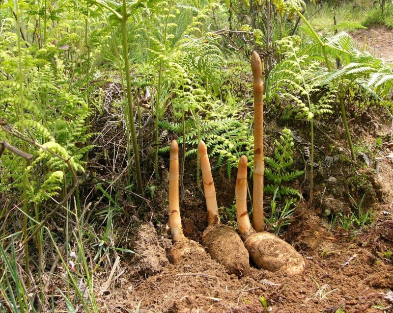 野生天麻