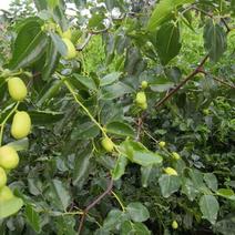 金丝蜜枣树苗、冬枣，台湾青枣品种优良、质量保证