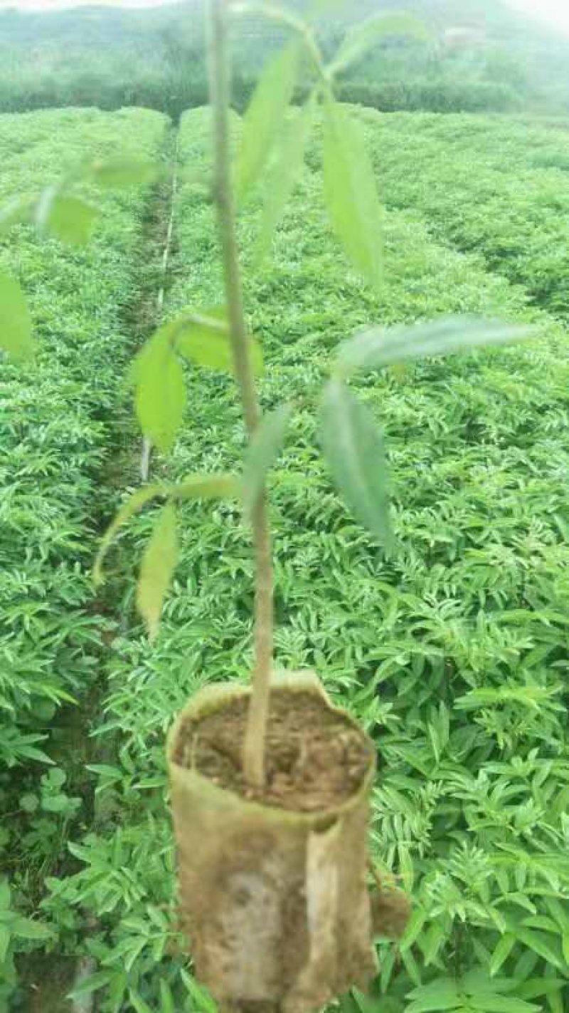 九叶青花椒苗无刺花椒树苗大红袍花椒，贡椒