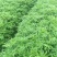 九叶青花椒苗无刺花椒树苗大红袍花椒，贡椒