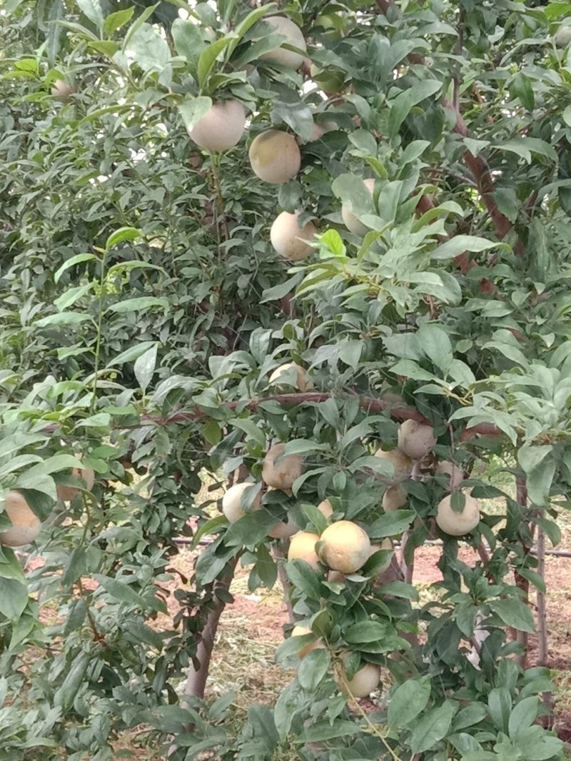 恐龙蛋接穗