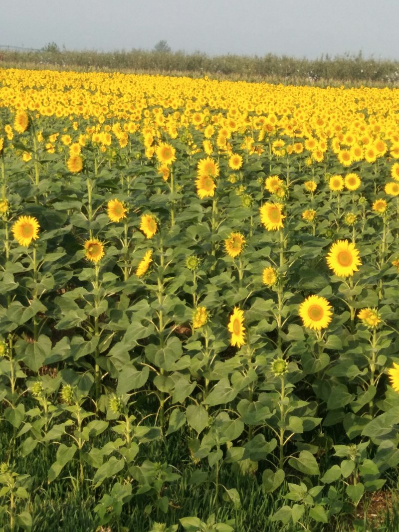 【百花蜜】原生态高浓度***结晶液态望料塑装大桶装二斤起