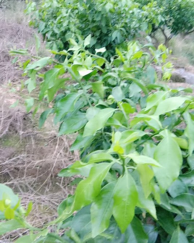 柑橘枝条早熟爱沙20元一根