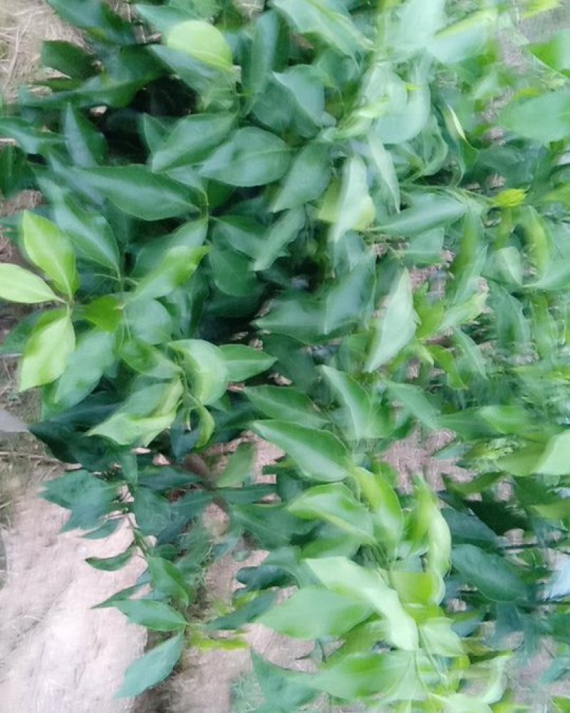柑橘枝条早熟爱沙20元一根