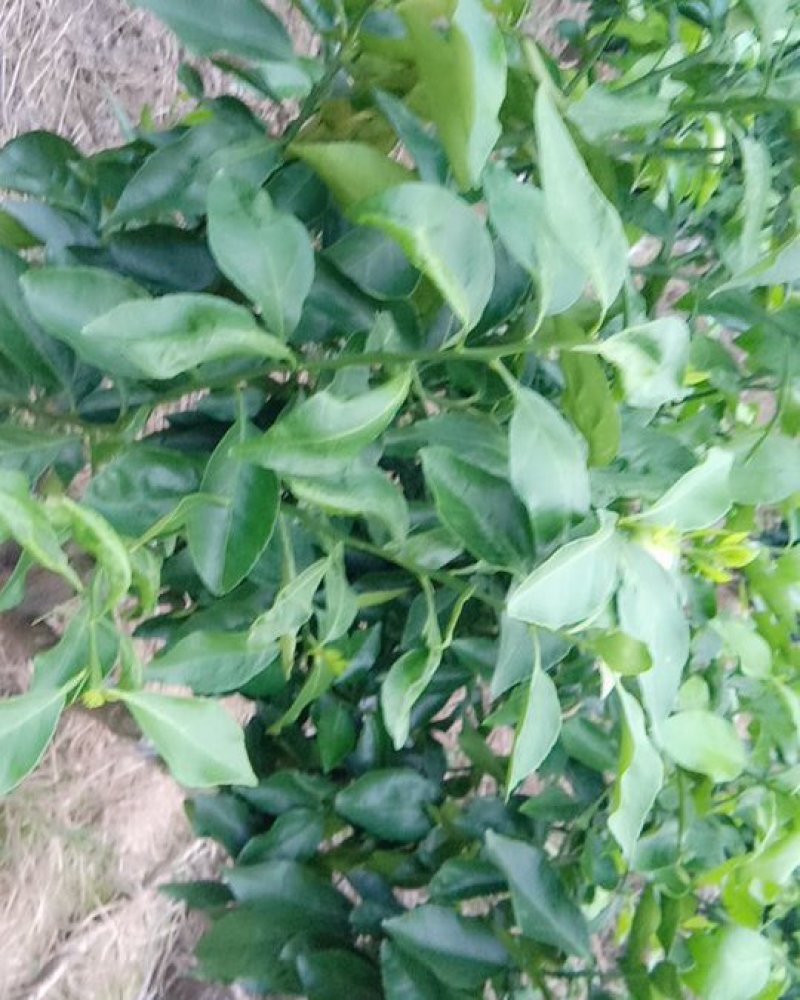 柑橘枝条早熟爱沙20元一根