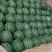 甜王西瓜、大量现货好好