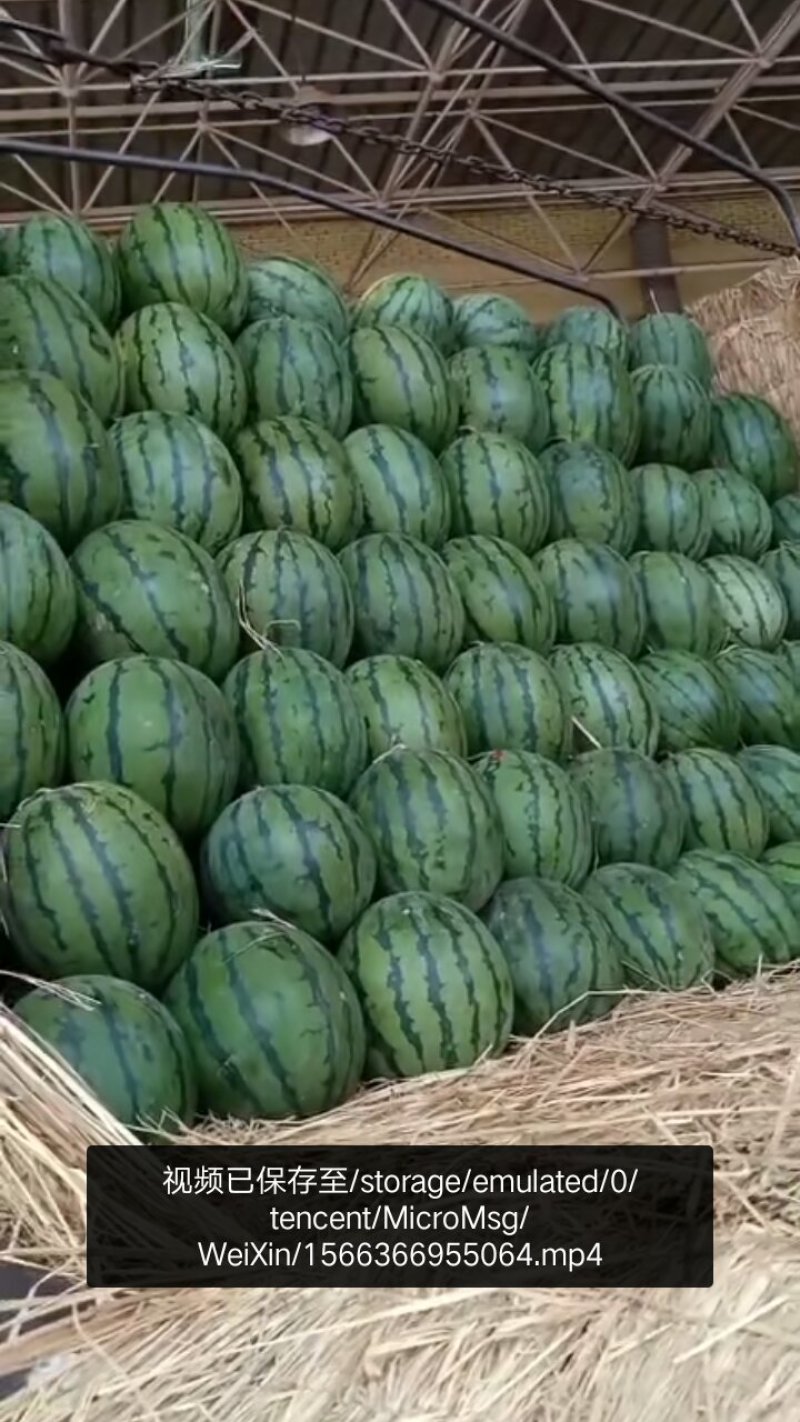 甜王西瓜、大量现货好好