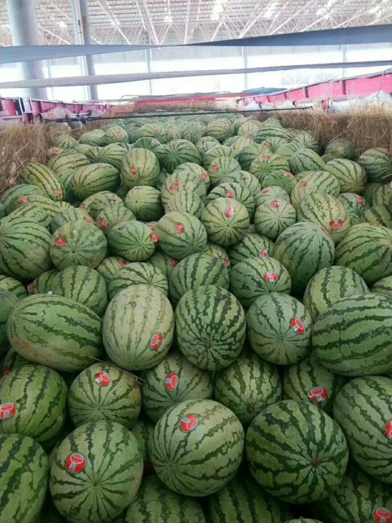 甜王西瓜、大量现货好好