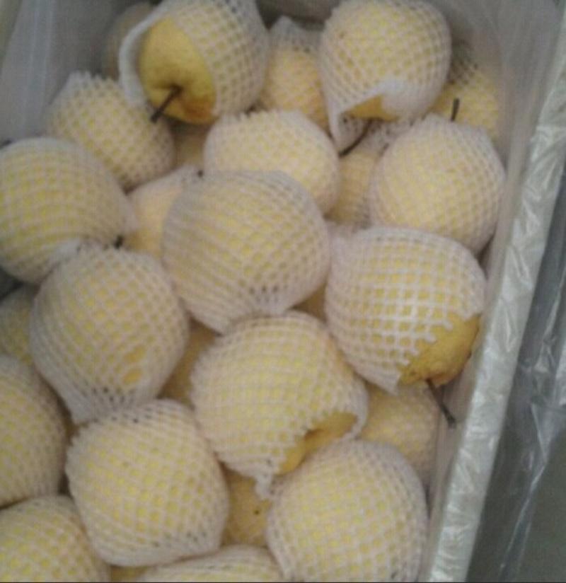 山西临猗县纸袋酥梨大量供应中！欢迎有需要的老板前来选购！