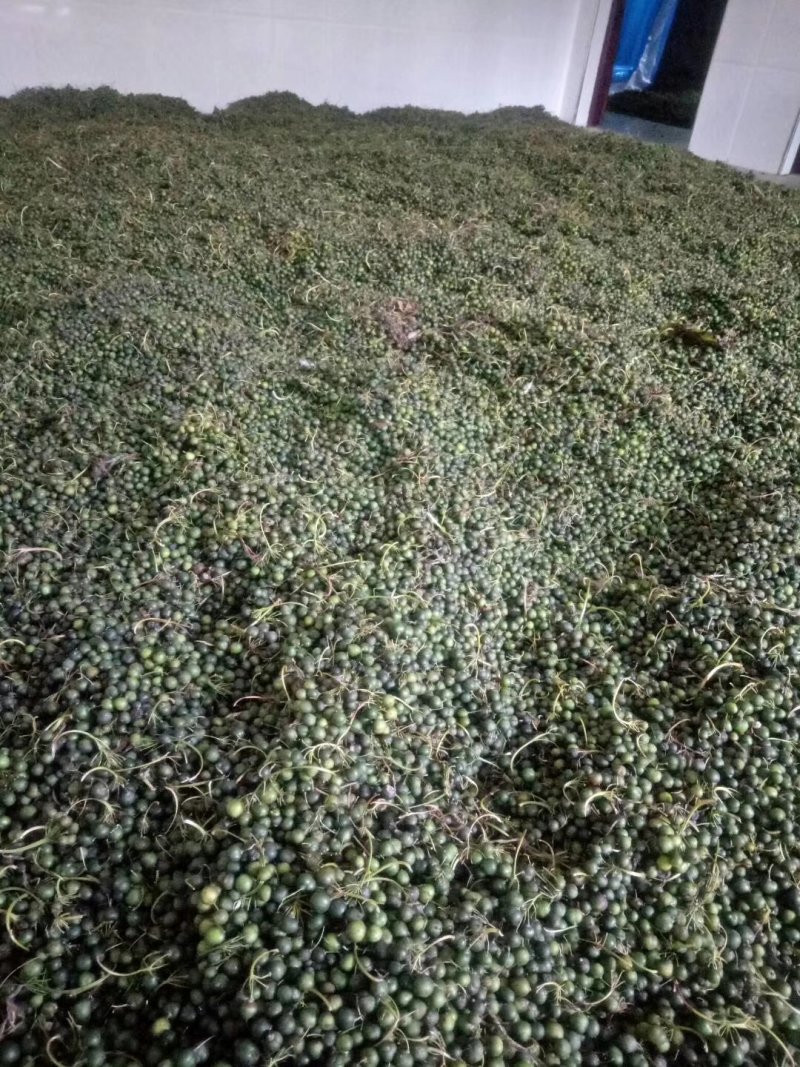 姜型多花黄精种子