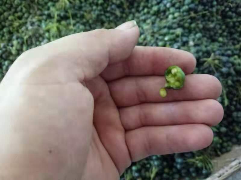 姜型多花黄精种子