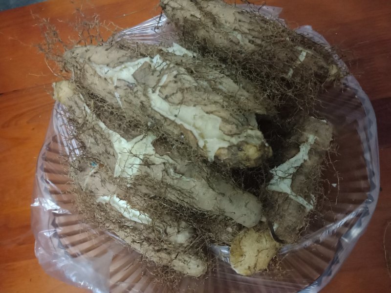 毛薯