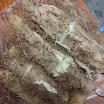 毛薯
