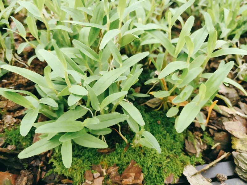 中药材