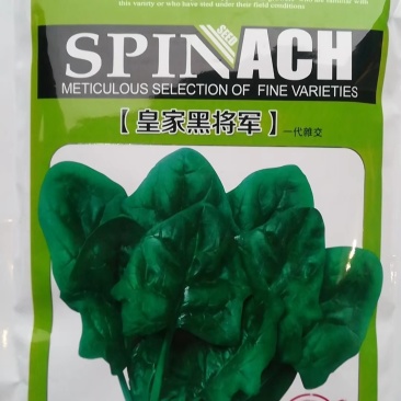 皇家黑将军菠菜种子早熟叶色深绿尖圆叶