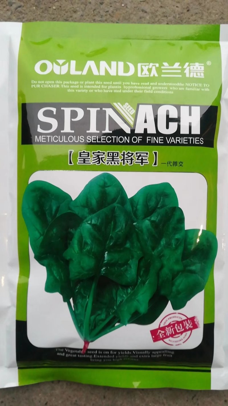 皇家黑将军菠菜种子早熟叶色深绿尖圆叶