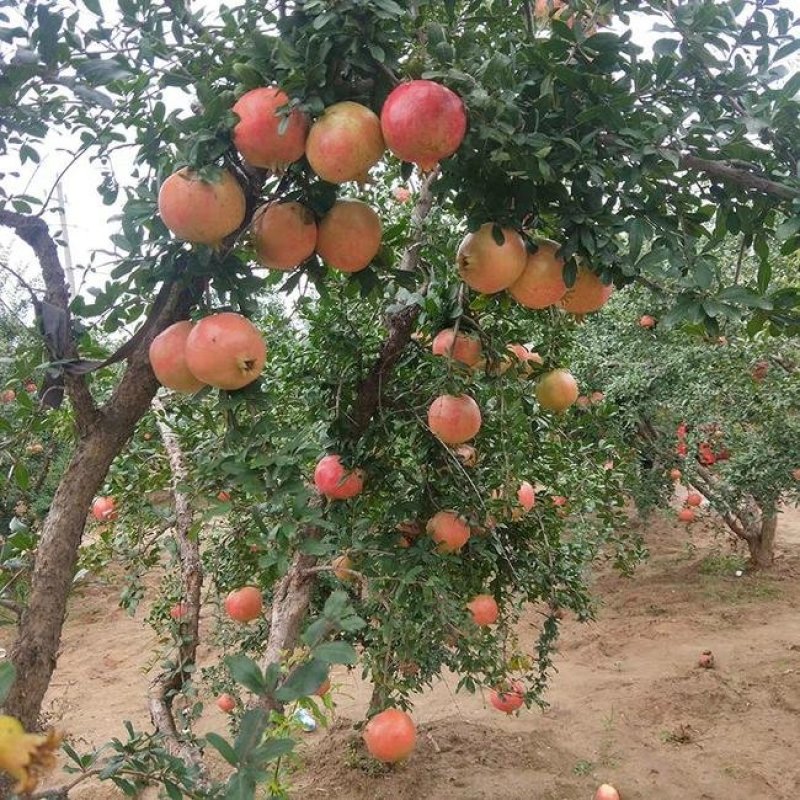 突尼斯软籽石榴