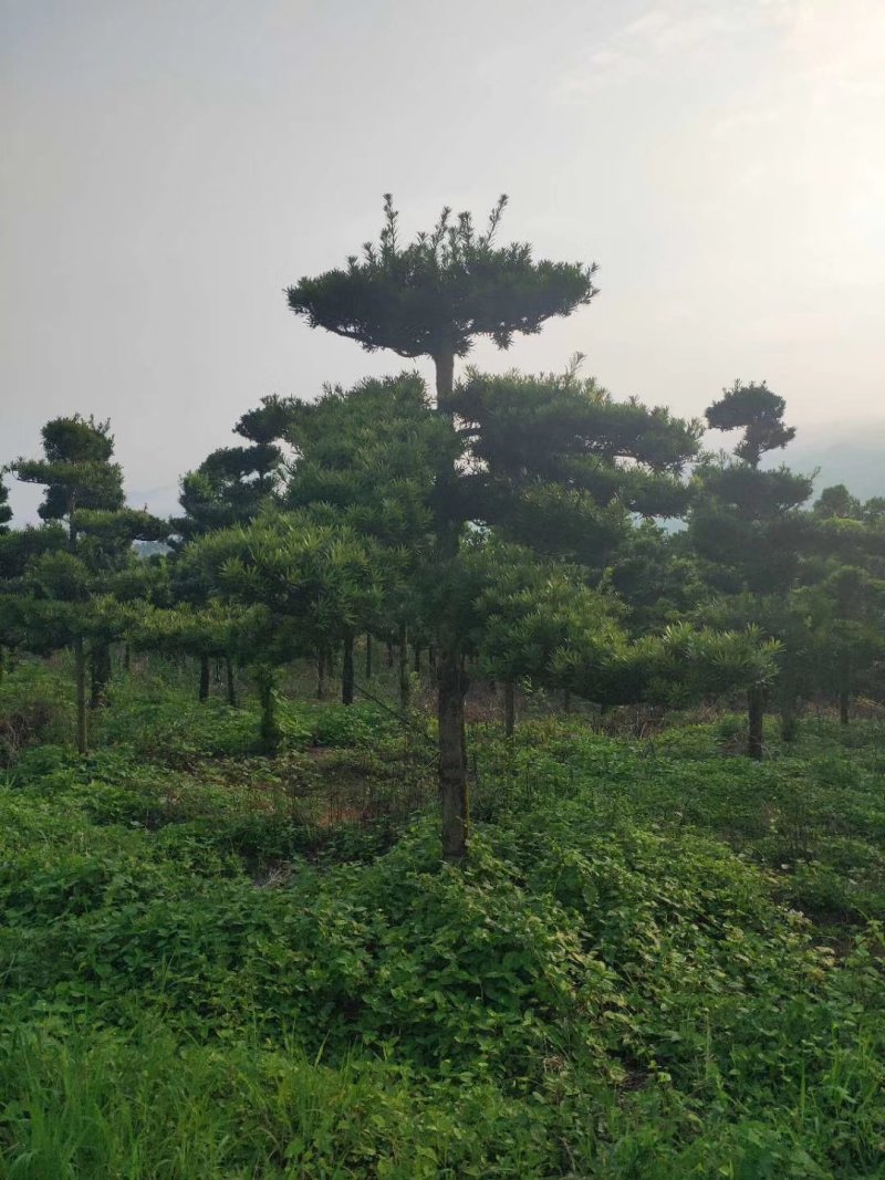 造型罗汉松10到20公分大量有货，可以实地看树。
