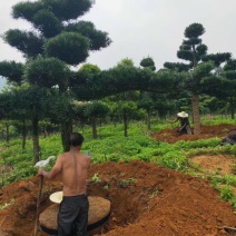 造型罗汉松10到20公分大量有货，可以实地看树。