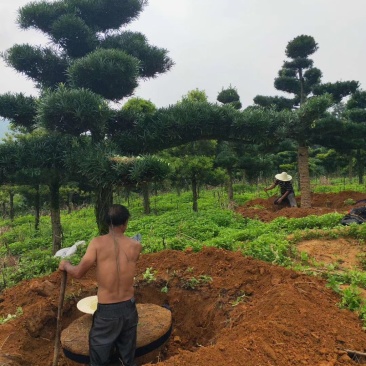 造型罗汉松10到20公分大量有货，可以实地看树。