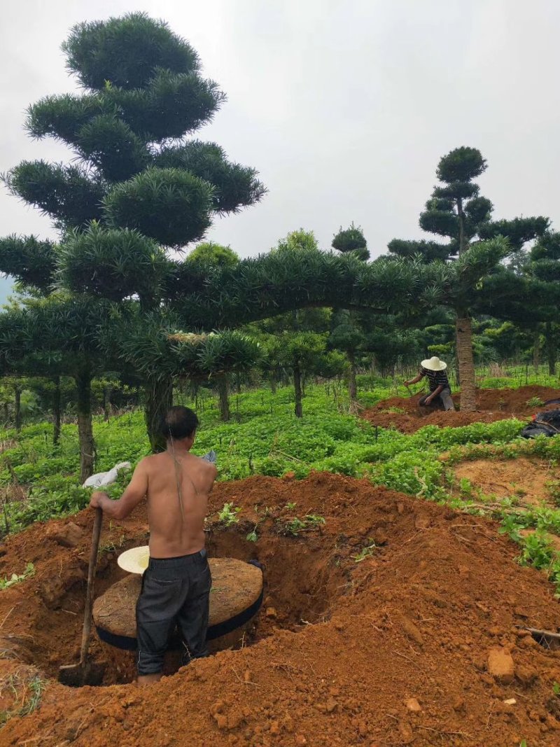 造型罗汉松10到20公分大量有货，可以实地看树。