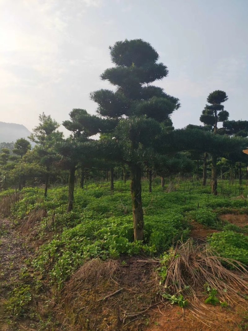 造型罗汉松10到20公分大量有货，可以实地看树。