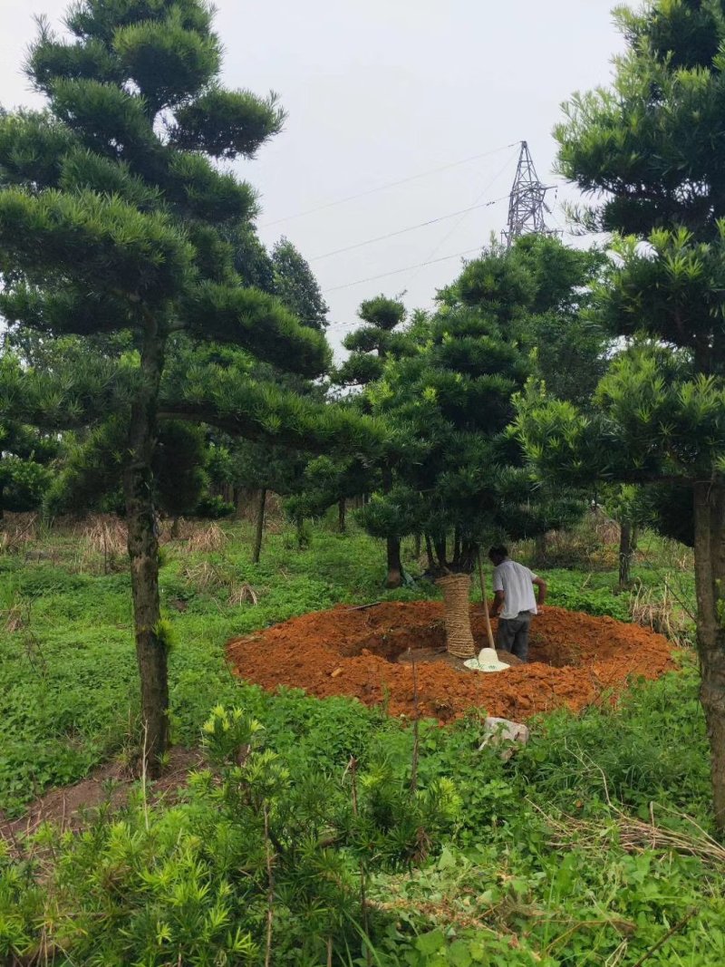 造型罗汉松10到20公分大量有货，可以实地看树。