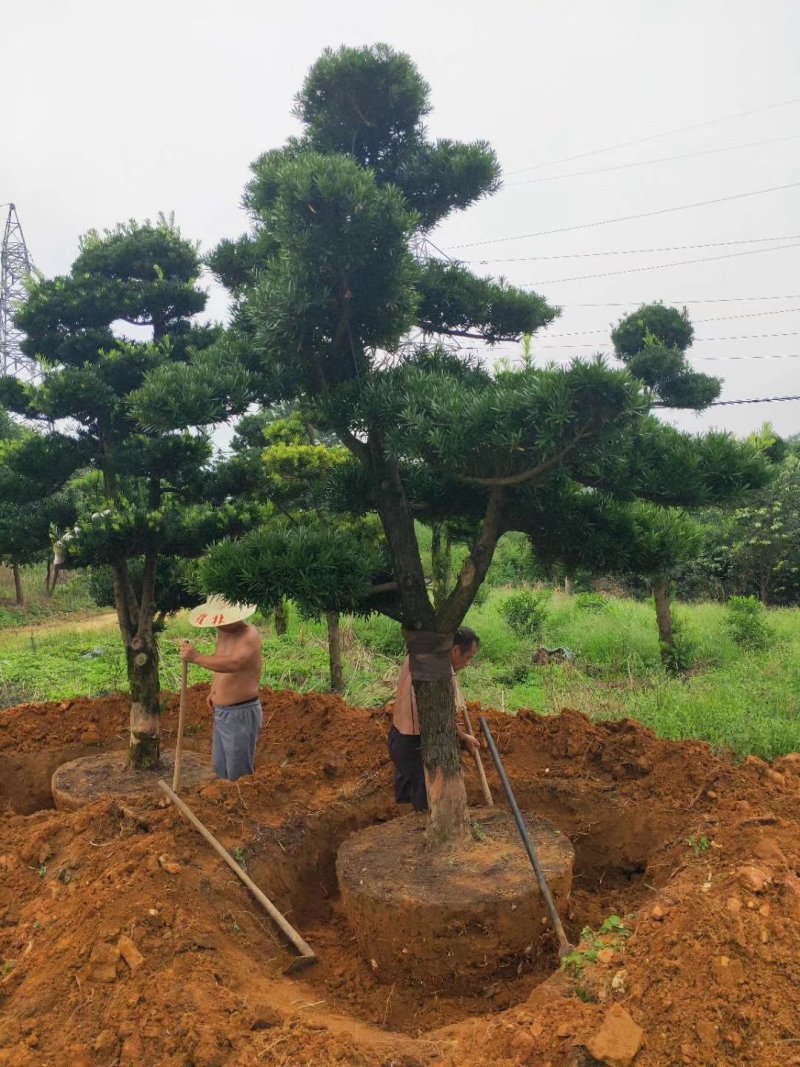 造型罗汉松10到20公分大量有货，可以实地看树。