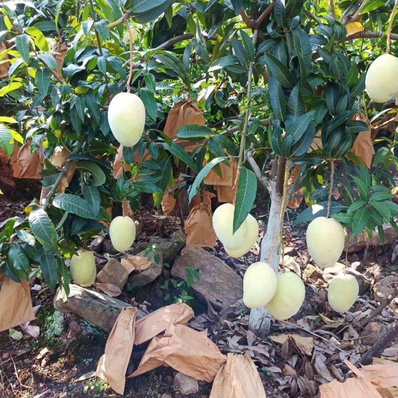 红像牙芒果，