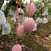 红像牙芒果，