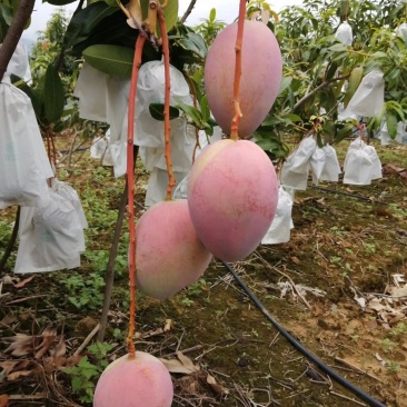 红像牙芒果，