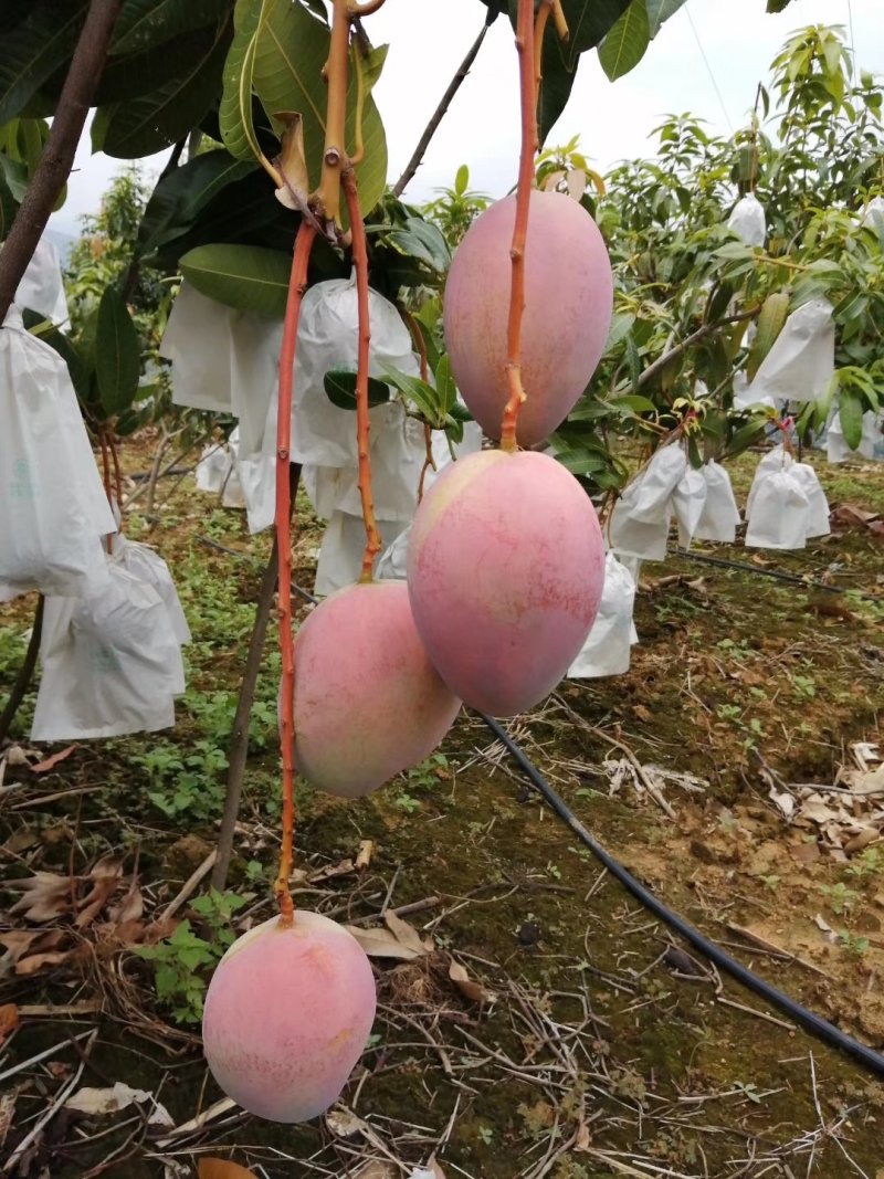 红像牙芒果，