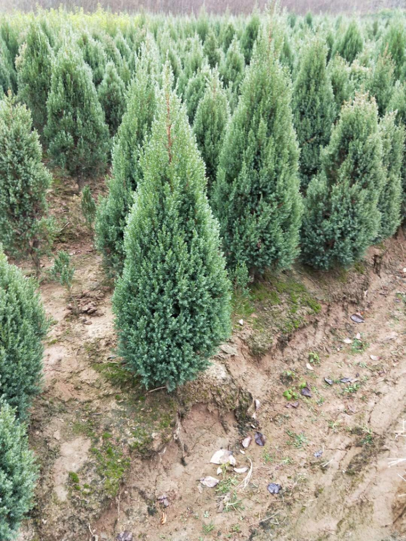河南桧柏、刺柏农户直销、规格齐全、价优