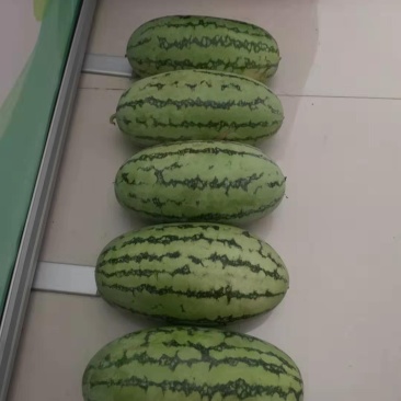 精品绿裳西瓜